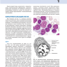 Пример страницы из книги "Цветной атлас по клинической гематологии: молекулярная и клеточная основа заболеваний: руководство" - Хоффбранд А. В.