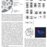 Пример страницы из книги "Цветной атлас по клинической гематологии: молекулярная и клеточная основа заболеваний: руководство" - Хоффбранд А. В.