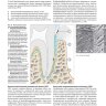 Пример страницы из книги "Пародонтология. Гигиенические аспекты" - Вольф Г. Ф.
