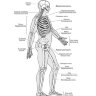 Пример страницы из книги "Анатомия человека. Учебник для медицинских вузов" - Козлов В. И.