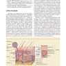 Пример страницы из книги "Дерматология по Фицпатрику". Том 1. - С. Кан, М. Амагаи, А Л. Брукнер, А. Х. Энк, Д. Дж. Марголис, Э. Дж. МакМайкл, Дж. С. Оррингер
