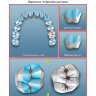 Пример страницы из книги  "Популярная анатомия боковых зубов" - Джон Несс