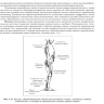 Пример страницы из книги "Остеохондроз позвоночника. Методики немедикаментозного лечения болей в спине" - В. А. Епифанов, А. В. Епифанов, М. С. Петрова